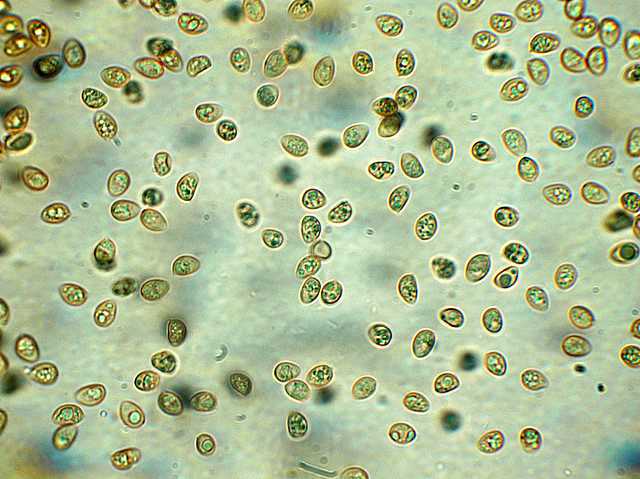 Tubaria conspersa    (Pers.)    Fayod
